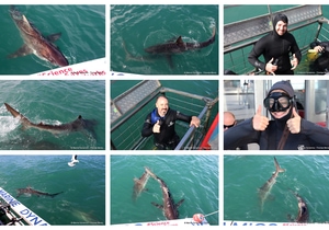 Daily Blog: 01 September 2026 | Shark Cage Diving in South Africa