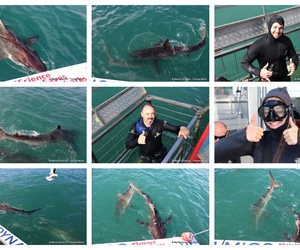 Daily Blog: 01 September 2026 | Shark Cage Diving in South Africa