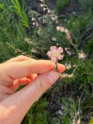 Near Threatened Fynbos Plant Discovered at Grootbos