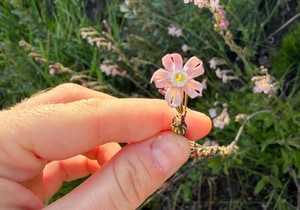 Near Threatened Fynbos Plant Discovered at Grootbos