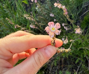 Near Threatened Fynbos Plant Discovered at Grootbos