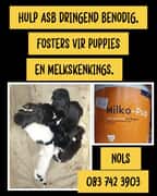 Orphaned Puppies Need Foster Homes and Puppy Milk