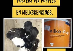 Orphaned Puppies Need Foster Homes and Puppy Milk