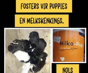Orphaned Puppies Need Foster Homes and Puppy Milk