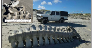 Gans-Berg Nuus / News | 4 September 2026