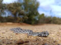 Endangered Southern Adder Spotted at Grootbos