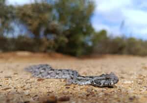 Endangered Southern Adder Spotted at Grootbos