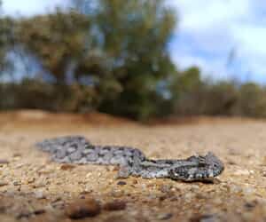 Endangered Southern Adder Spotted at Grootbos