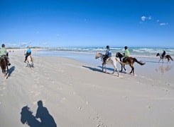 Marine Dynamics Volunteers Go Beach Riding