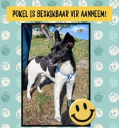 MEET POKEL!