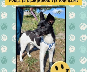 MEET POKEL!
