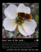 Meet the Bee Fly - An Insect Hero