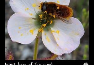 Meet the Bee Fly - An Insect Hero