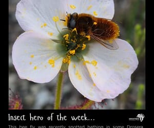 Meet the Bee Fly - An Insect Hero