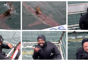 Daily Blog: 09 September 2026 | Shark Cage Diving in South Africa