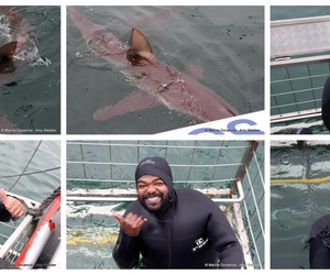 Daily Blog: 09 September 2026 | Shark Cage Diving in South Africa