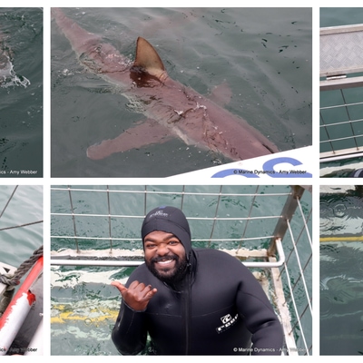 Daily Blog: 09 September 2026 | Shark Cage Diving in South Africa