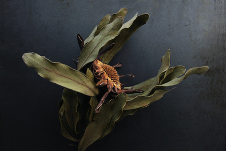 eri_kah_van_breda_fire_fynbos_trophy_magazine_03_1789125461