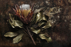 eri_kah_van_breda_fire_fynbos_trophy_magazine_04_1789125479