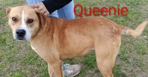 Help Us Find Queenie a Home