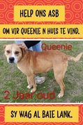 Help Us Find Queenie a Home