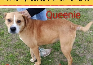 Help Us Find Queenie a Home