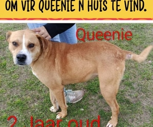 Help Us Find Queenie a Home