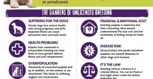 Breeding Puppies Without a Licence Is Illegal in South Africa