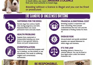 Breeding Puppies Without a Licence Is Illegal in South Africa