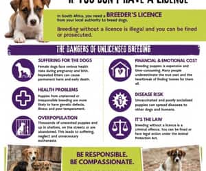Breeding Puppies Without a Licence Is Illegal in South Africa