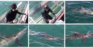Daily Blog: 16 September 2026 | Shark Cage Diving in South Africa