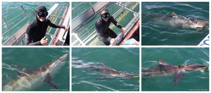 Daily Blog: 16 September 2026 | Shark Cage Diving in South Africa
