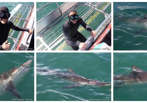 Daily Blog: 16 September 2026 | Shark Cage Diving in South Africa