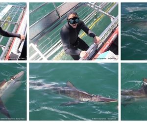 Daily Blog: 16 September 2026 | Shark Cage Diving in South Africa