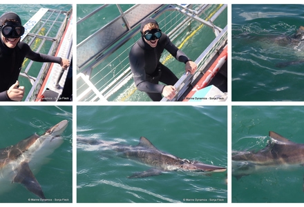 Daily Blog: 16 September 2026 | Shark Cage Diving in South Africa