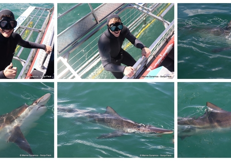 Daily Blog: 16 September 2026 | Shark Cage Diving in South Africa