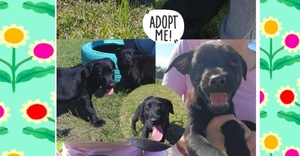 8-Week-Old Puppies Looking for Loving Homes