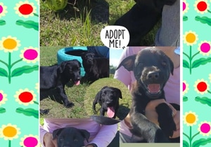 8-Week-Old Puppies Looking for Loving Homes