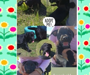 8-Week-Old Puppies Looking for Loving Homes