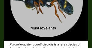 Under the Microscope: Must Love Ants!