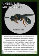 Under the Microscope: Must Love Ants!