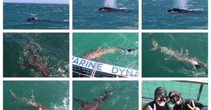 Daily Blog: 29 September 2026 | Shark Cage Diving in South Africa