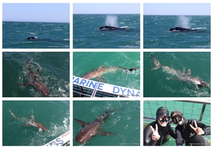 Daily Blog: 29 September 2026 | Shark Cage Diving in South Africa