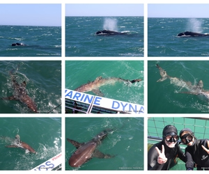 Daily Blog: 29 September 2026 | Shark Cage Diving in South Africa