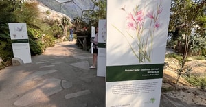 Grootbos Florilegium Brings Fynbos to Eden Project UK