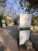 Grootbos Florilegium Brings Fynbos to Eden Project UK