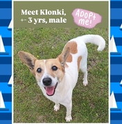 Meet Klonki