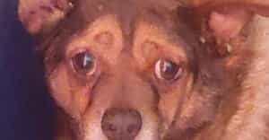 Senior Chihuahua Jack Needs a Loving Retirement Home
