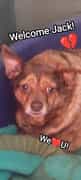 Senior Chihuahua Jack Needs a Loving Retirement Home