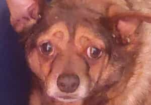 Senior Chihuahua Jack Needs a Loving Retirement Home